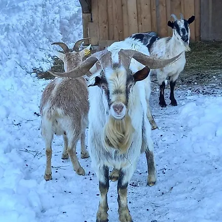 Tubej Lejlighed Bohinj