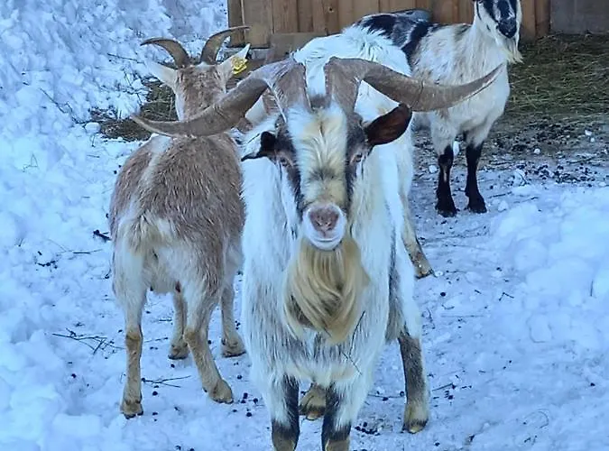 Tubej Appartement Bohinj